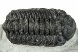 Bargain, Austerops Trilobite - Ofaten, Morocco #287544-4